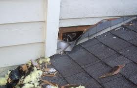raccoons2
