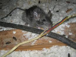 rats in the attic