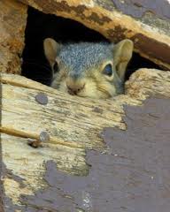squirrel3